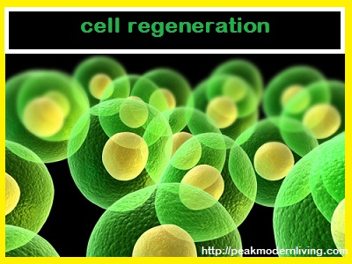 intermittent fasting results in your cell regenerating